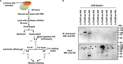 Signaling events induced by lipopolysaccharide-activated Toll in response to bacterial infection in shrimp